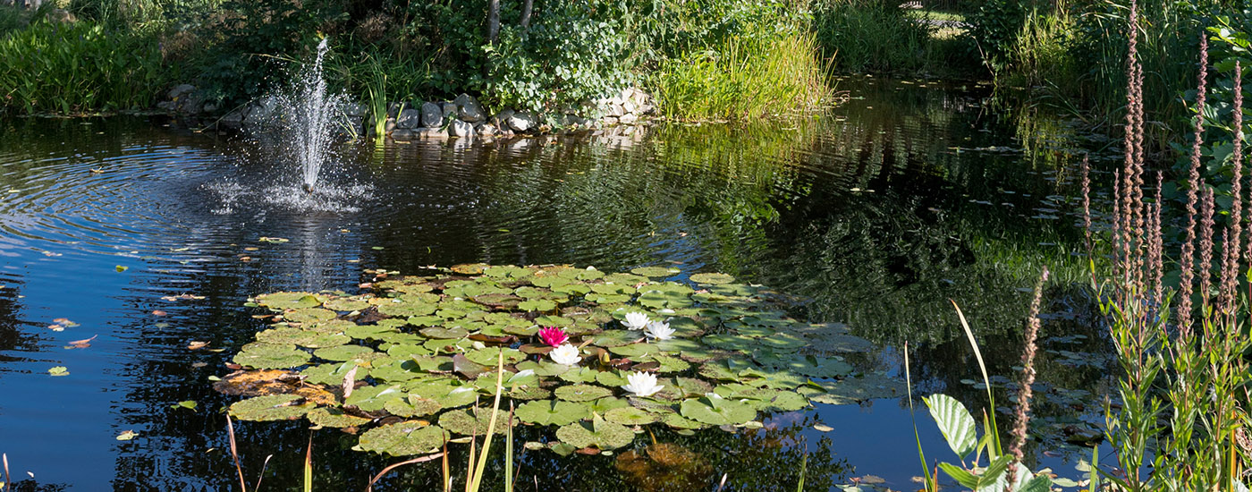 Seerosenteich in der Parkanlage des Altkönig-Stift